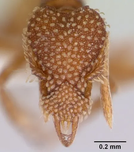 Strumigenys pergandei specimen CASENT0104882 image casent0104882_2