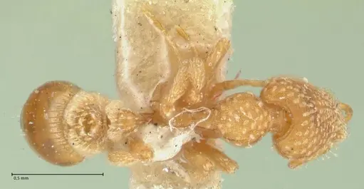 Strumigenys pergandei specimen FOCOL2171 image focol2171_1