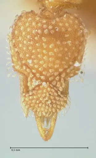 Strumigenys pergandei specimen FOCOL2171 image focol2171_2