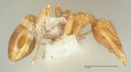 Strumigenys pergandei specimen FOCOL2171 image focol2171_3