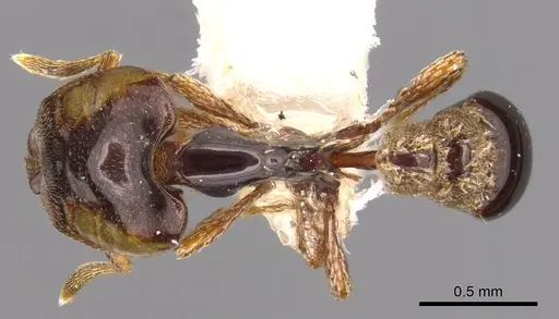 Strumigenys perissognatha specimen CASENT0900213 image casent0900213_1