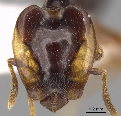 Strumigenys perissognatha specimen CASENT0900213 image casent0900213_2