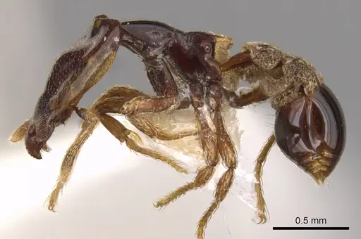 Strumigenys perissognatha specimen CASENT0900213 image casent0900213_3