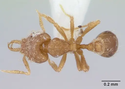 Strumigenys perparva specimen CASENT0178638 image casent0178638_1