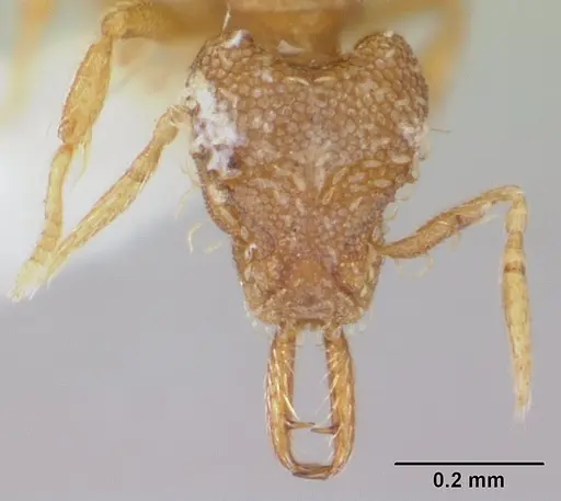 Strumigenys perparva specimen CASENT0178638 image casent0178638_2