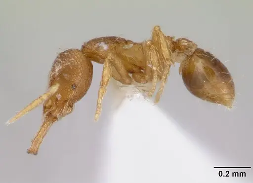 Strumigenys perparva specimen CASENT0178638 image casent0178638_3