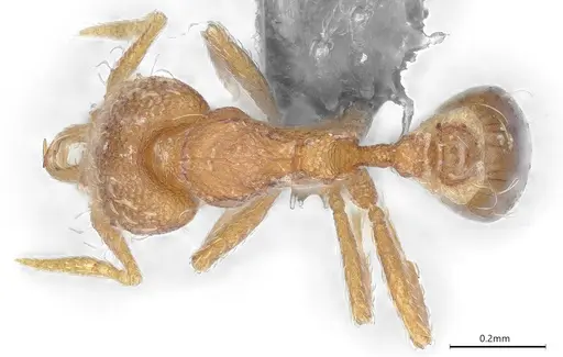 Strumigenys perparva specimen CASENT0372327 image casent0372327_1