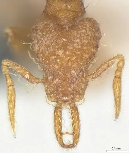 Strumigenys perparva specimen CASENT0372327 image casent0372327_2