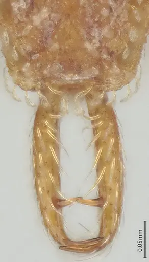 Strumigenys perparva specimen CASENT0372327 image casent0372327_3