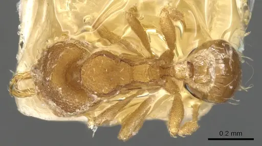 Strumigenys perparva specimen CASENT0900473 image casent0900473_1