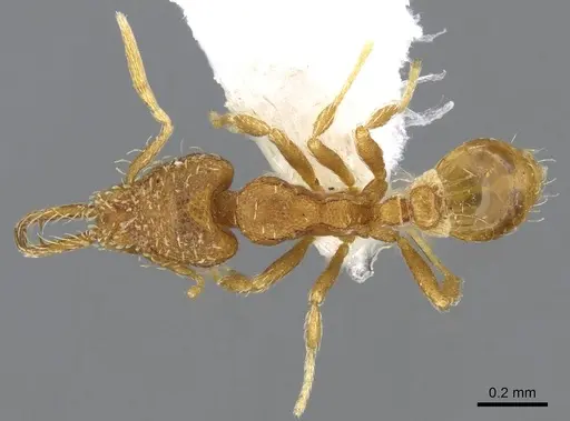 Strumigenys perparva specimen CASENT0914749 image casent0914749_1