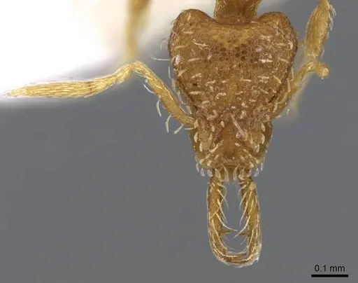 Strumigenys perparva specimen CASENT0914749 image casent0914749_2