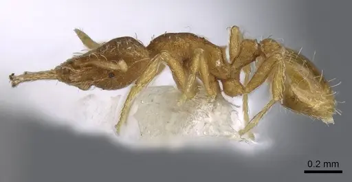 Strumigenys perparva specimen CASENT0914749 image casent0914749_3