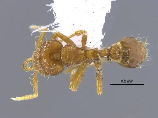 Strumigenys perparva specimen CBUMAGENT41693 image cbumagent41693_1