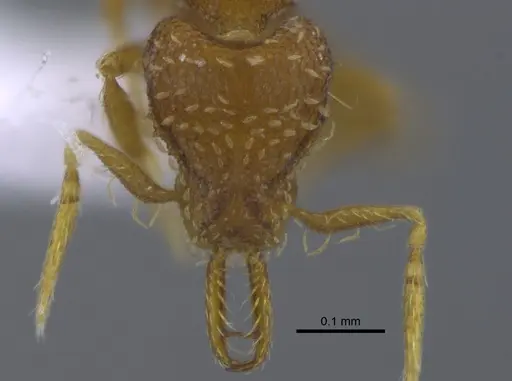 Strumigenys perparva specimen CBUMAGENT41693 image cbumagent41693_2