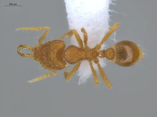 Strumigenys perparva specimen ECOFOG-IT14-0102-87 image ecofog-it14-0102-87_1