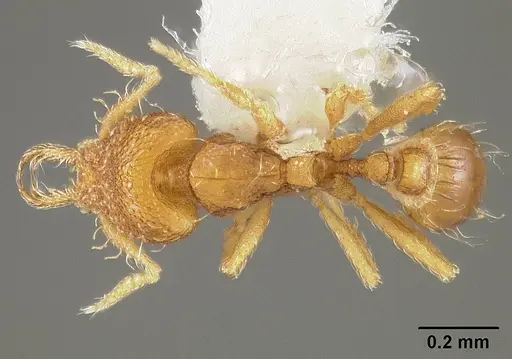 Strumigenys perparva specimen USNMENT00538764 image usnment00538764_1