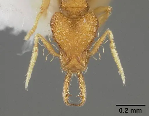 Strumigenys perparva specimen USNMENT00538764 image usnment00538764_2