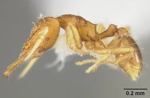 Strumigenys perparva specimen USNMENT00538764 image usnment00538764_3