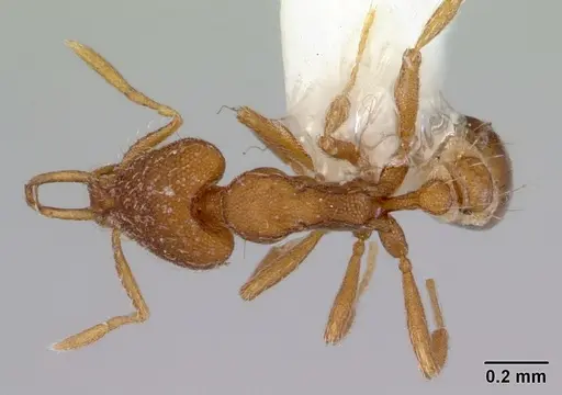 Strumigenys perplexa specimen CASENT0172366 image casent0172366_1