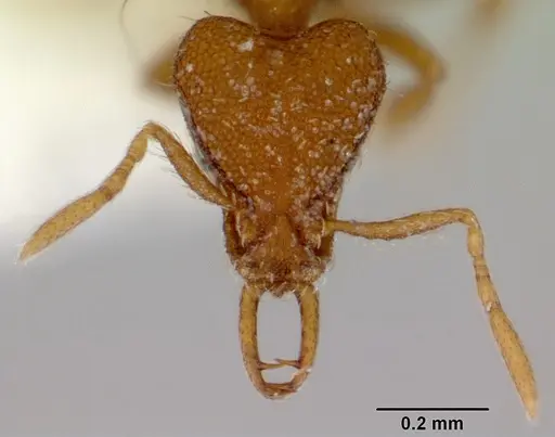Strumigenys perplexa specimen CASENT0172366 image casent0172366_2