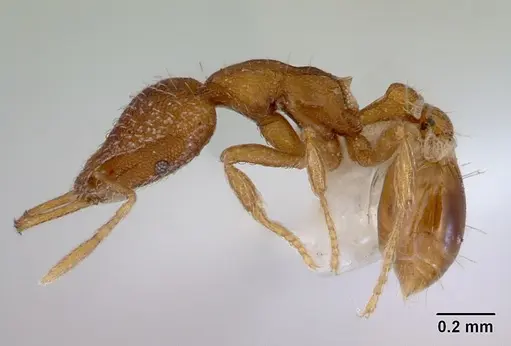 Strumigenys perplexa specimen CASENT0172366 image casent0172366_3