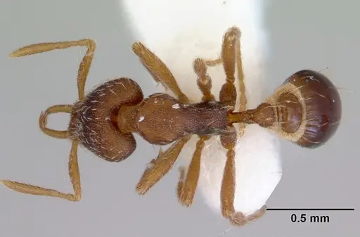 Strumigenys perplexa specimen CASENT0172367 image casent0172367_1