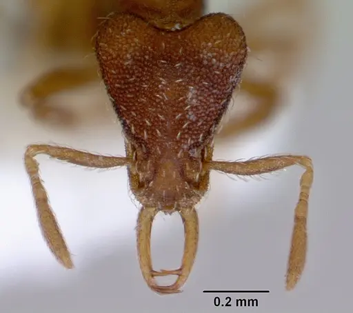 Strumigenys perplexa specimen CASENT0172367 image casent0172367_2