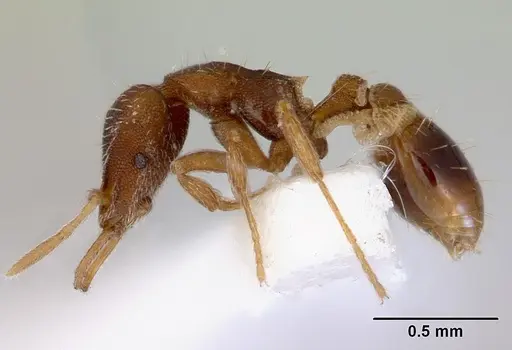 Strumigenys perplexa specimen CASENT0172367 image casent0172367_3