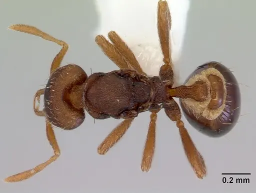 Strumigenys perplexa specimen CASENT0172368 image casent0172368_1