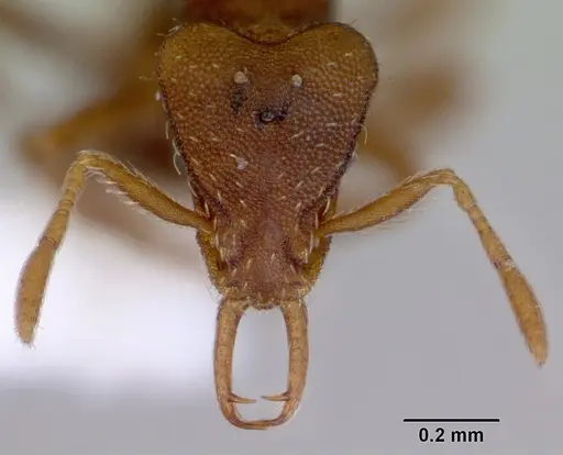 Strumigenys perplexa specimen CASENT0172368 image casent0172368_2