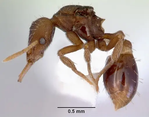 Strumigenys perplexa specimen CASENT0172368 image casent0172368_3