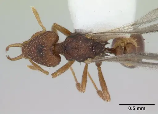 Strumigenys perplexa specimen CASENT0178475 image casent0178475_1