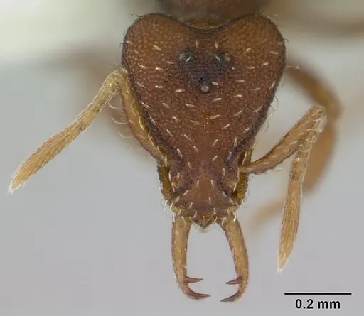 Strumigenys perplexa specimen CASENT0178475 image casent0178475_2