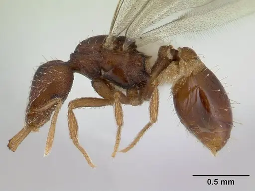 Strumigenys perplexa specimen CASENT0178475 image casent0178475_3