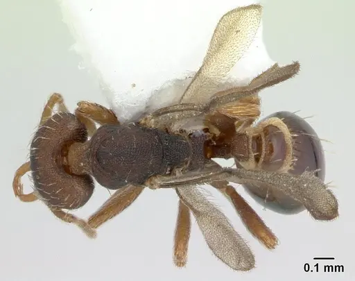Strumigenys perplexa specimen CASENT0178872 image casent0178872_1