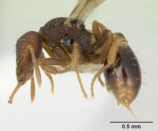 Strumigenys perplexa specimen CASENT0178872 image casent0178872_3