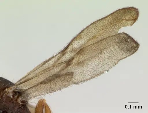 Strumigenys perplexa specimen CASENT0178872 image casent0178872_4