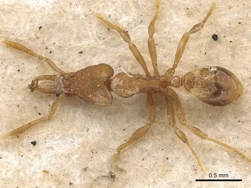 Strumigenys perplexa specimen CASENT0900905 image casent0900905_1