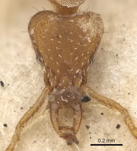 Strumigenys perplexa specimen CASENT0900905 image casent0900905_2