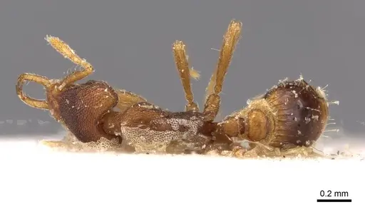 Strumigenys perplexa specimen CASENT0909317 image casent0909317_1