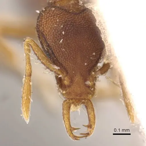 Strumigenys perplexa specimen CASENT0909317 image casent0909317_2