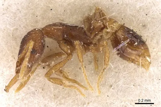 Strumigenys perplexa specimen CASENT0909317 image casent0909317_3