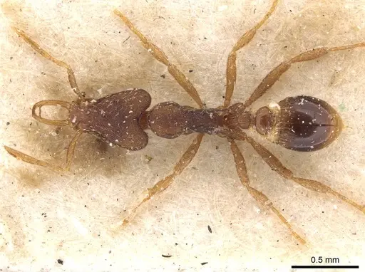 Strumigenys perplexa specimen CASENT0909318 image casent0909318_1