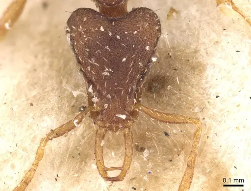 Strumigenys perplexa specimen CASENT0909318 image casent0909318_2