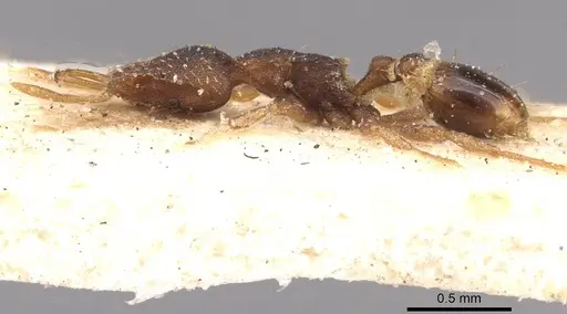 Strumigenys perplexa specimen CASENT0909318 image casent0909318_3