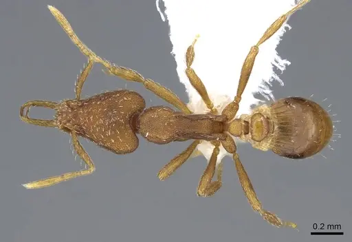 Strumigenys perplexa specimen CASENT0914858 image casent0914858_1