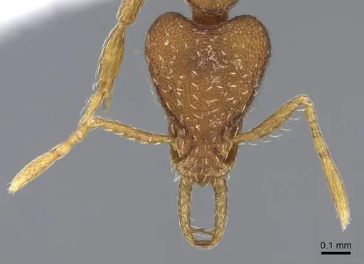 Strumigenys perplexa specimen CASENT0914858 image casent0914858_2