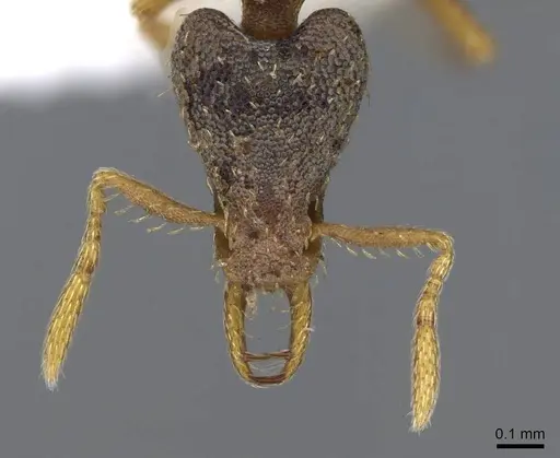 Strumigenys perplexa specimen CASENT0914885 image casent0914885_2
