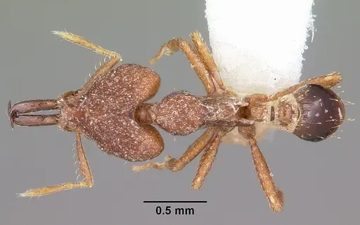 Strumigenys perturba specimen CASENT0102624 image casent0102624_1